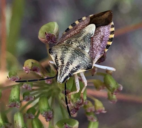 Réf. 291 564 : Carpocoris pudicus